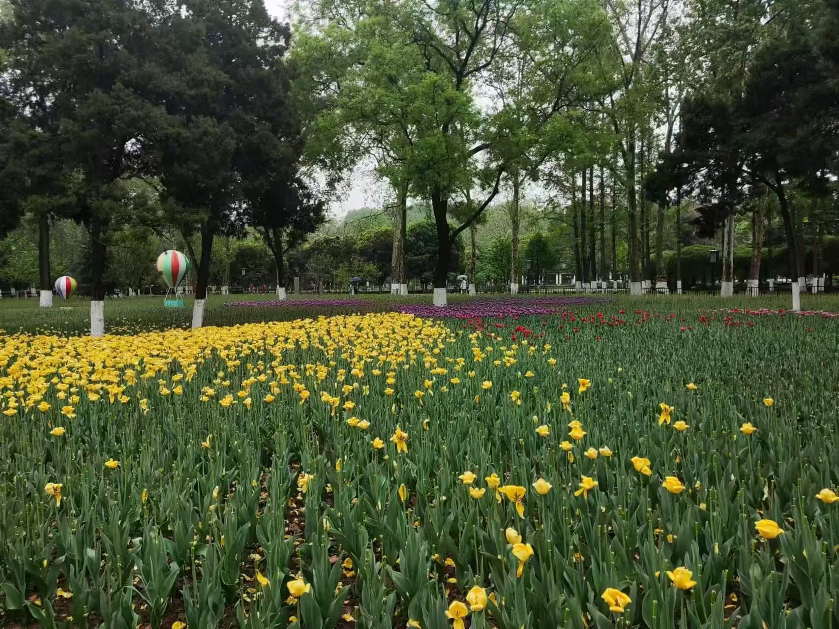 雨后兴庆宫牡丹花