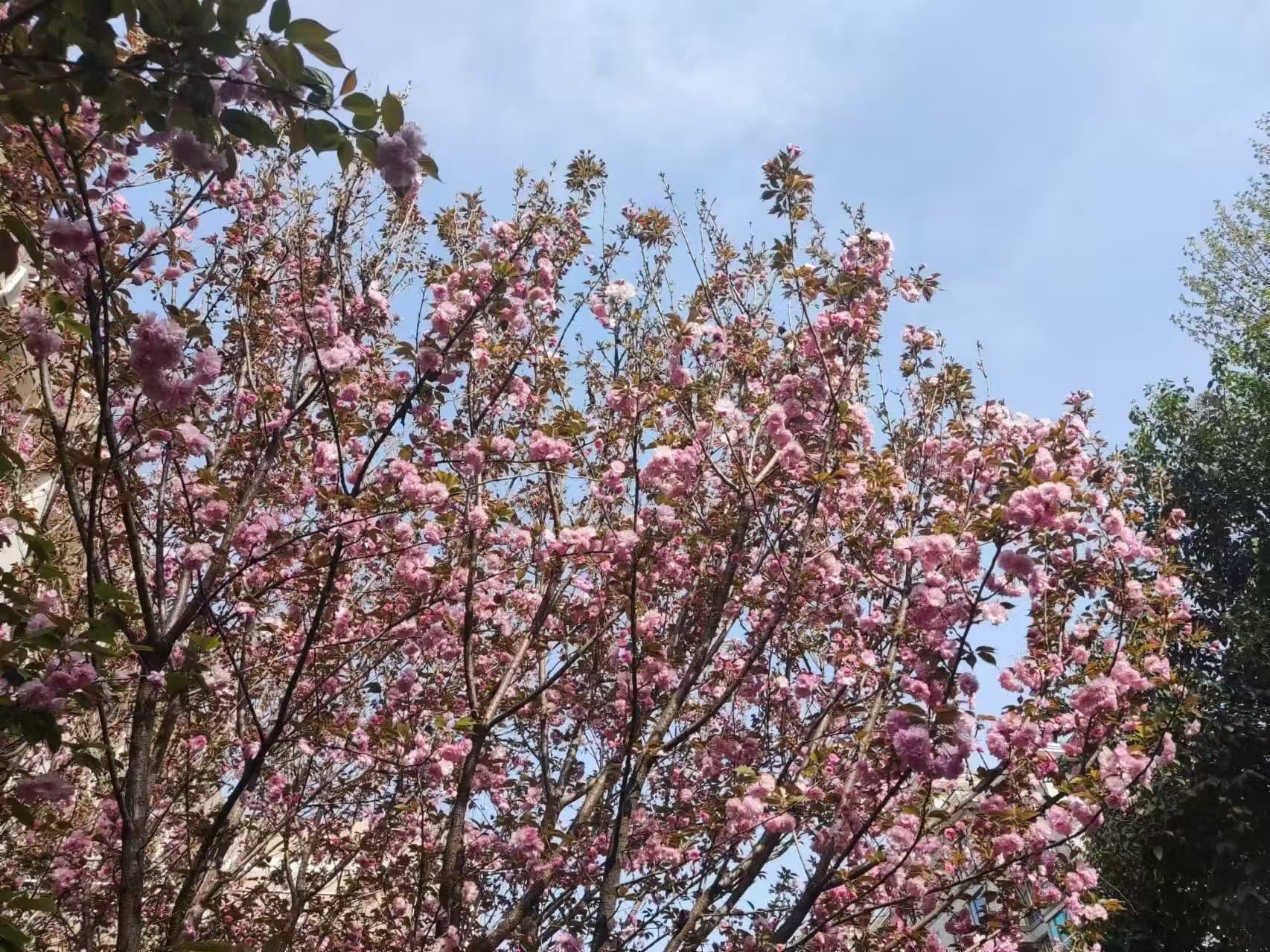 下课铃一响,整栋楼都扑进樱花的怀里